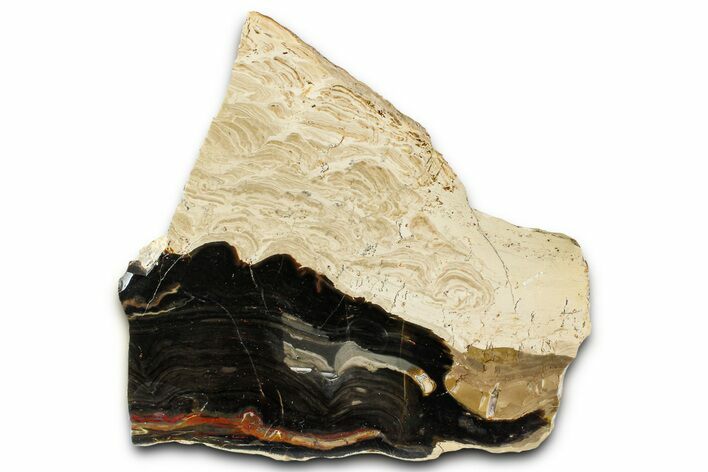 Polished Fossil Stromatolite (Columnacollenia) Slab - Crimea #363008